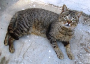 Bennie (urgente)