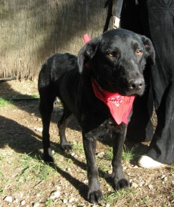 Dastan (urgente)