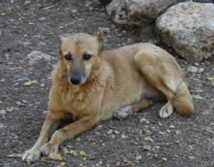 Zorrito (urgente)