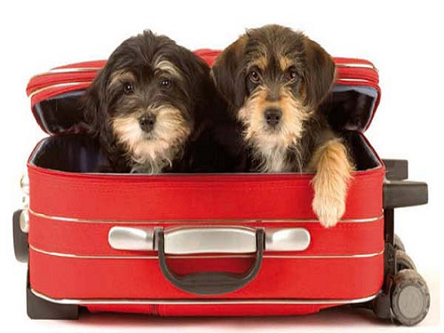 condis_viajar-con-mascotas