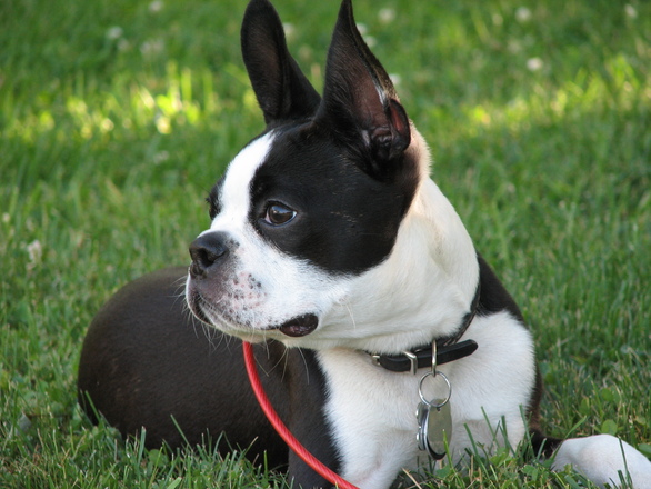 boston-terrier-pup-1393845