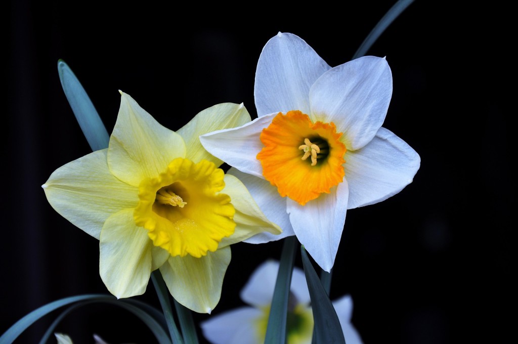 daffodil-1318247_1920
