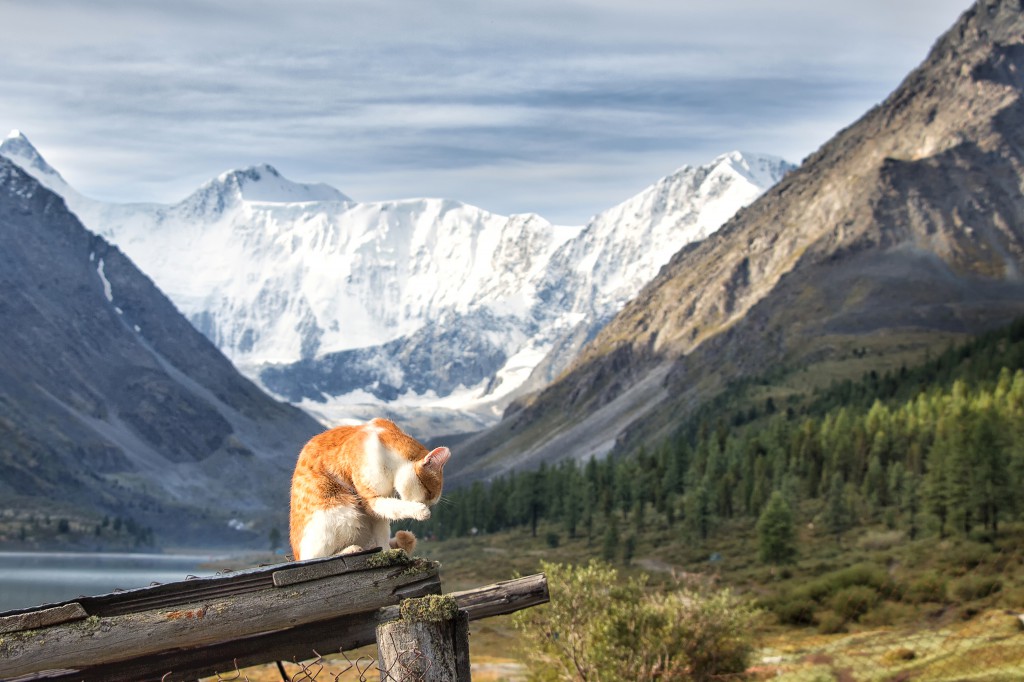 Closeup of an adorable ginger cat in a field with the Belukha Mountain in the background