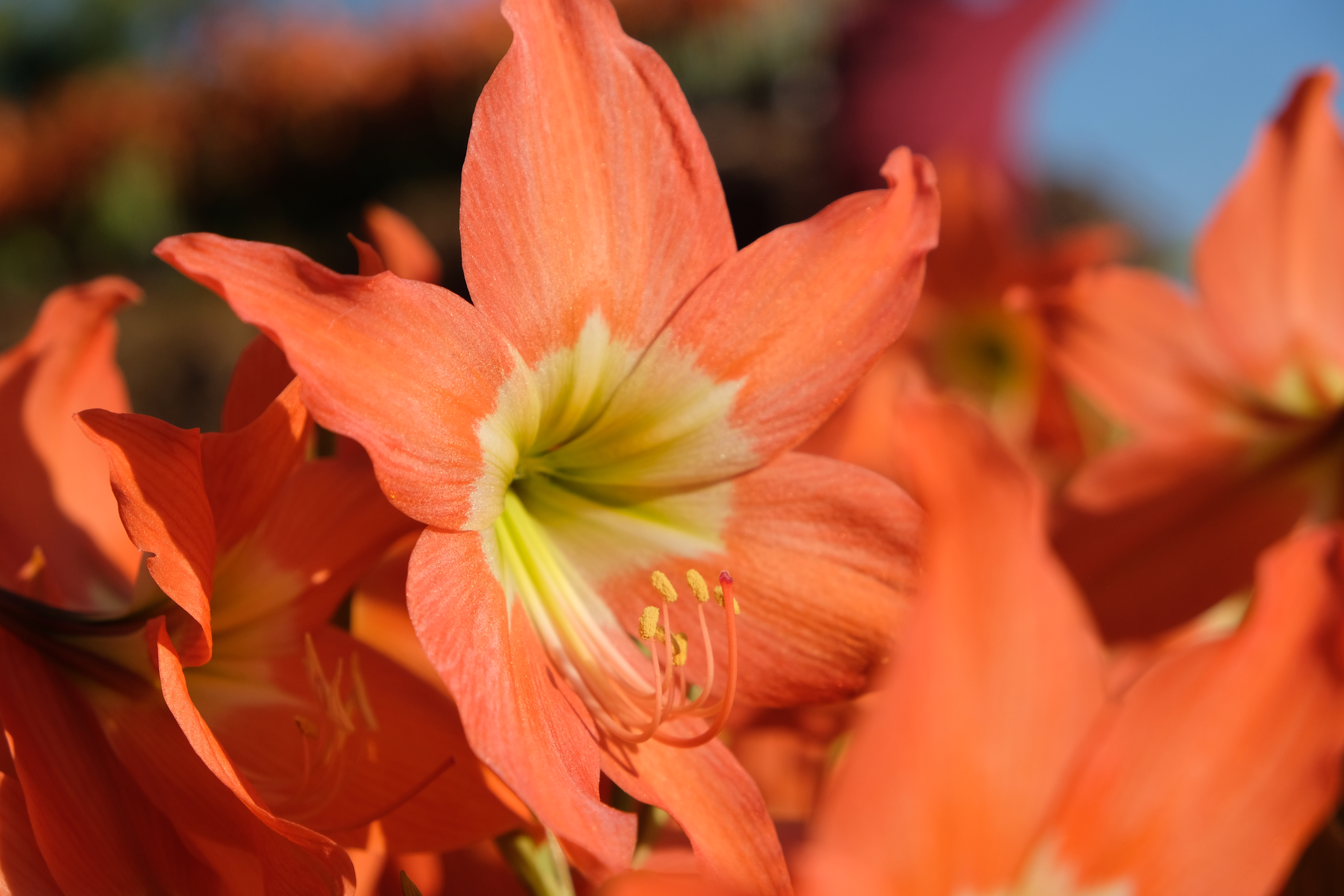 amaryllis-is-the-only-genus-in-the-subtribe-amaryllidinae-bed-of-orange-amaryllis-flowers-in-tropic
