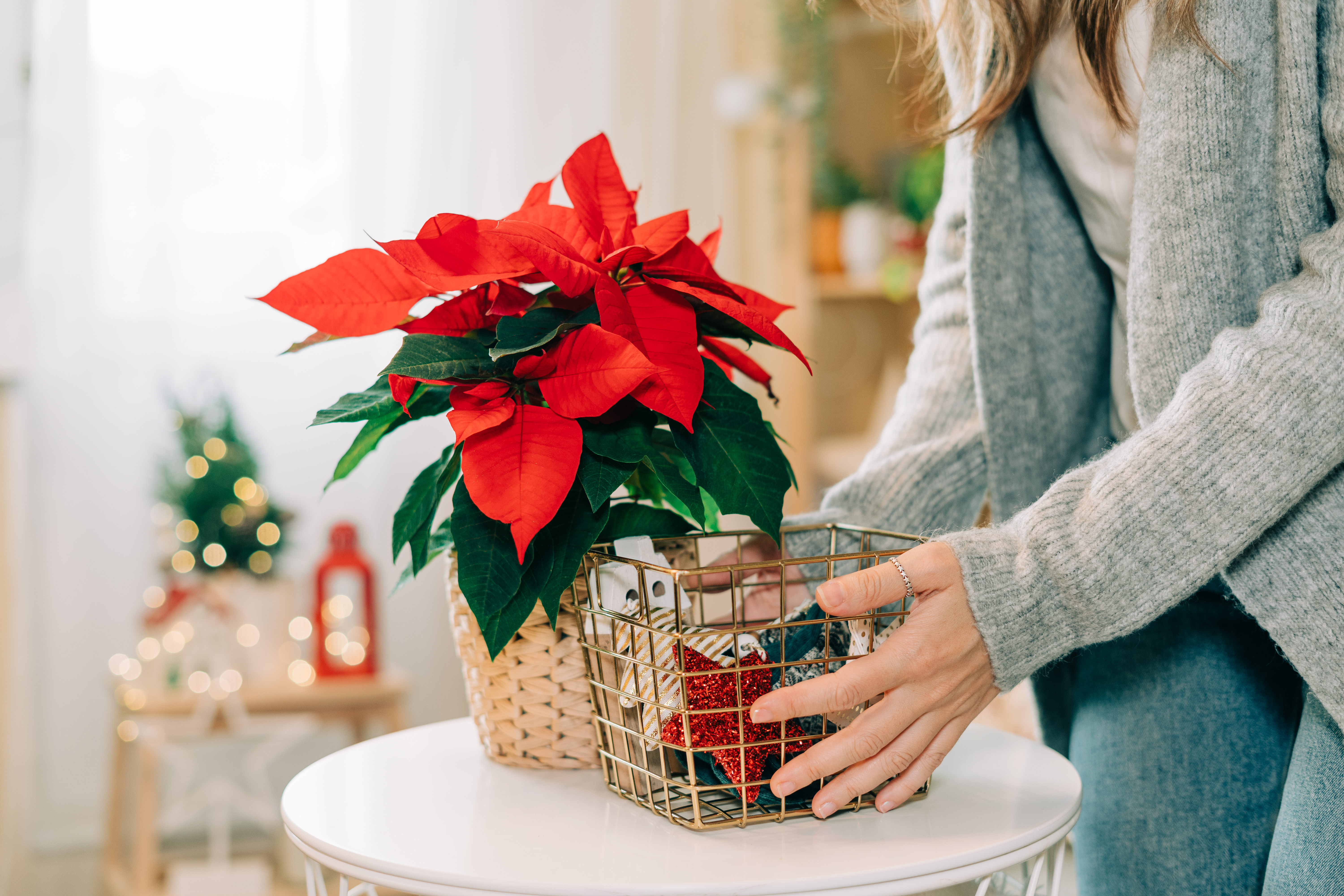 Beautiful poinsettia in wicker pot and woman hands preparing gifts in golden basket on blurred holiday decoration background. Traditional Christmas star flower.