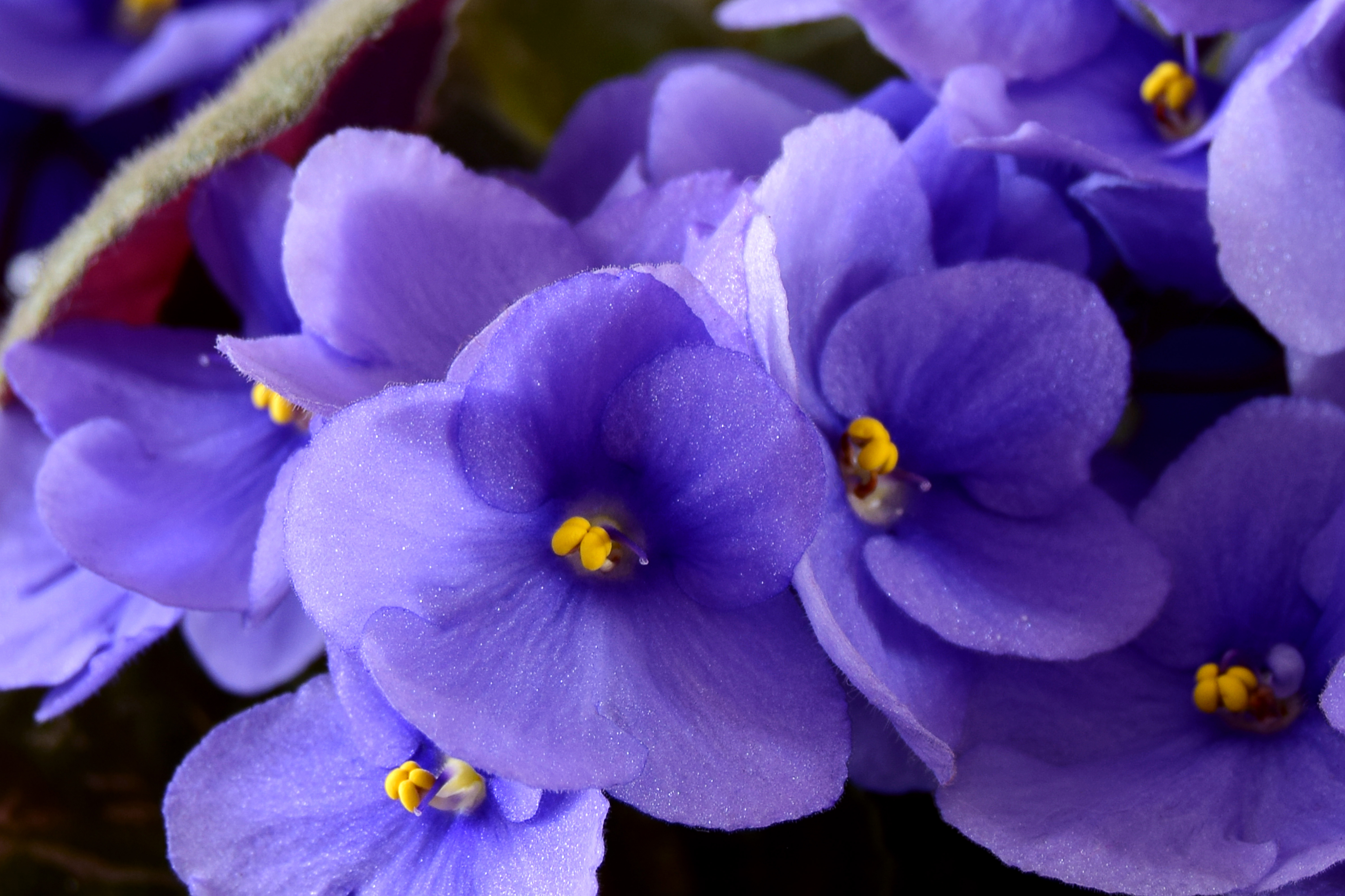 Purple Saintpaulias flowers commonly known as African violets. Violet flowers close up, soft focus