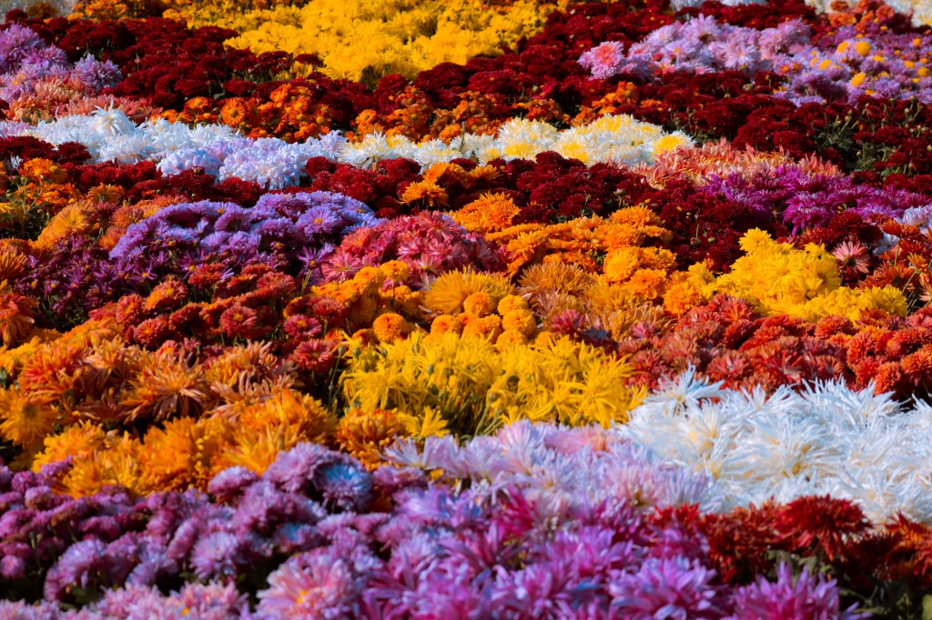 jardin-flores-coloridas